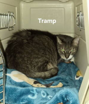 Rescue Domestic Short Hair Cats for Adoption in Penndel, Pennsylvania - Tramp | PetCurious