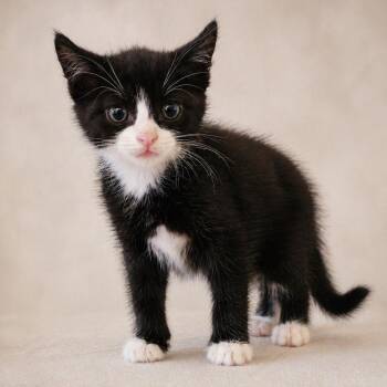 Domestic Short Hair Cats Available for Adoption in Miami, Florida - Miso | PetCurious