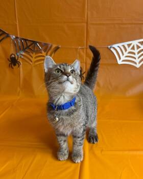 Bacardi -  Domestic Short Hair Cat for Adoption in Cleveland, Ohio - Bacardi | PetCurious
