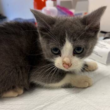Cactus -  Domestic Short Hair Cat for Adoption in Nashville, Tennessee - Cactus | PetCurious