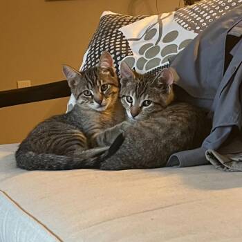 Hunter -  Domestic Short Hair Cat for Adoption in Denver, Colorado - Hunter | PetCurious