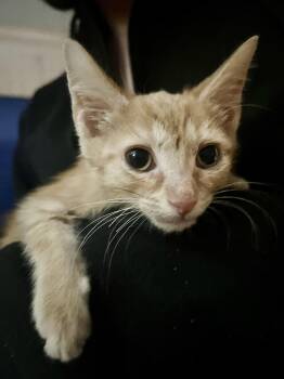 Bane -  Domestic Short Hair Cat for Adoption in Oviedo, Florida - Bane | PetCurious
