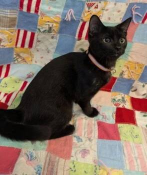 Kumi -  Domestic Short Hair Cat for Adoption in Crandon, Wisconsin - Kumi | PetCurious