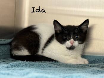 Ida -  Domestic Short Hair Cat for Adoption in Pawleys Island, South Carolina - Ida | PetCurious