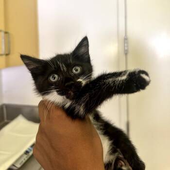 Marcello -  Domestic Short Hair Cat for Adoption in Los Angeles, California - Marcello | PetCurious