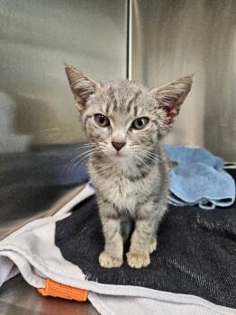 Kaleidoscope -  Domestic Short Hair Cat for Adoption in Disputanta, Virginia - Kaleidoscope | PetCurious