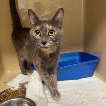 Rescue American Shorthair Cats for Adoption in Blue Ridge, Georgia - Amayah | PetCurious