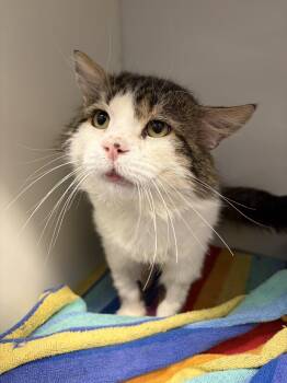 Bragi -  Domestic Medium Hair Cat Available for Adoption in Delson, Quebec - Bragi | PetCurious