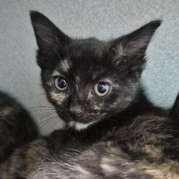 Toothpick -  Domestic Short Hair Cat for Adoption in Newark, New Jersey - Toothpick | PetCurious