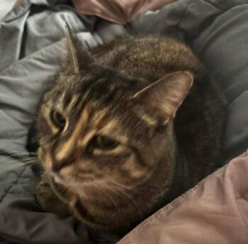 Rescue American Shorthair Cats for Adoption - Olivia ( Sweet & Friendly) | PetCurious