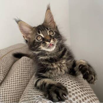 Main Coon Cats Available for Sale - Ruga  | PetCurious