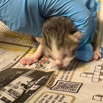 Domestic Medium Hair Cats Available for Adoption in Yuma, Arizona - Mr.Crabs | PetCurious