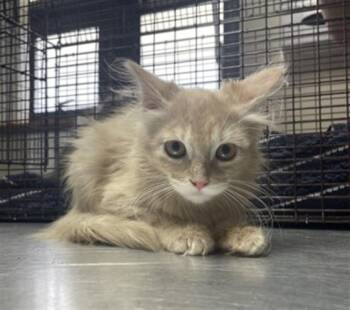 ORANGE -  Domestic Long Hair Cat for Adoption in Redlands, California - ORANGE | PetCurious