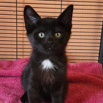 MJ -  Domestic Long Hair Cat for Adoption in Dekalb, Illinois - MJ | PetCurious