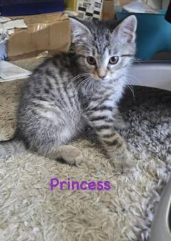 Princess -  Domestic Short Hair Cat for Adoption in Telford, Pennsylvania - Princess | PetCurious