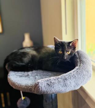 Luna -  Domestic Short Hair Cat for Adoption in San Antonio, Texas - Luna | PetCurious