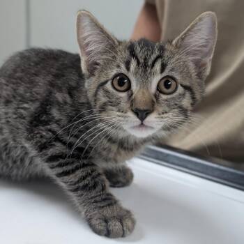 Nori -  Domestic Short Hair Cat for Adoption in Canton, Illinois - Nori | PetCurious