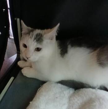 Domestic Short Hair Cats Available for Adoption - Hissy | PetCurious