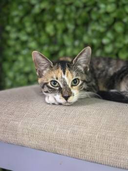 Rescue Tabby and Calico Cats for Adoption in Quail Heights, Florida - Mariah Carey | PetCurious