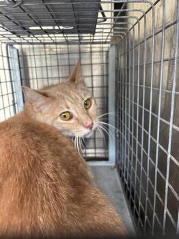 A479318 -  Domestic Short Hair Cat for Adoption in Oklahoma City, Oklahoma - A479318 | PetCurious