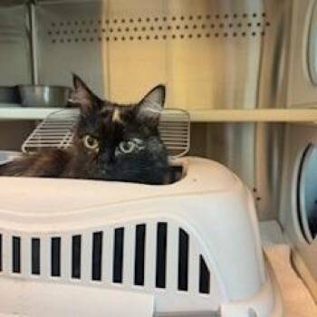 Domestic Long Hair Cats Available for Adoption in Norman, Oklahoma - Kiki | PetCurious