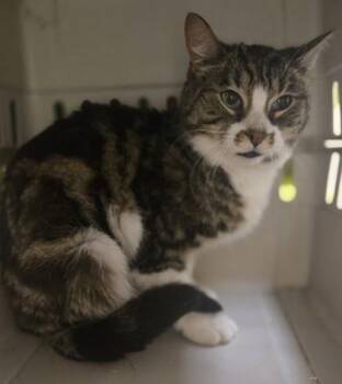 Domestic Short Hair Cats Available for Adoption in Westland, Michigan - Buble` | PetCurious