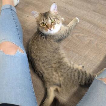 Rescue Domestic Medium Hair Cats for Adoption in Santa Rosa, California - Ivy | PetCurious