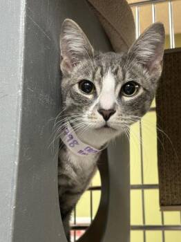 Domestic Short Hair Cats Available for Adoption in Vancouver, Washington - Drift | PetCurious