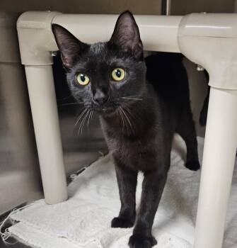 Domestic Short Hair Cats Available for Adoption in Bluffton, Indiana - Batsy | PetCurious