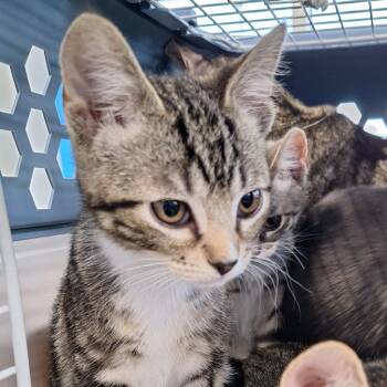 Banana -  Domestic Short Hair Cat Available for Adoption in Montgomery, Alabama - Banana | PetCurious