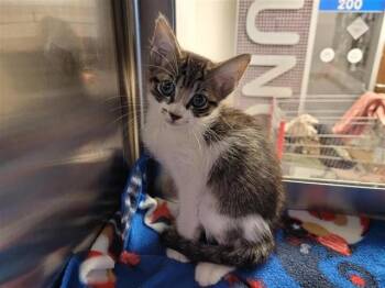 A657543 -  Domestic Short Hair Cat for Adoption in Houston, Texas - A657543 | PetCurious