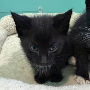 Braves -  Domestic Short Hair Cat for Adoption in Marion, Virginia - Braves | PetCurious