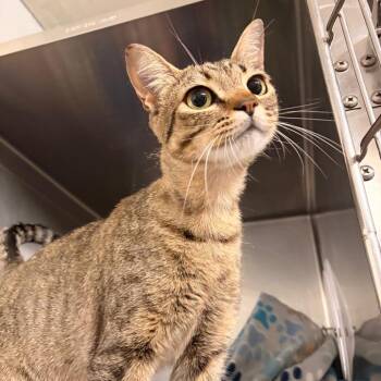 Celine -  Domestic Short Hair Cat for Adoption in Franklin, North Carolina - Celine | PetCurious