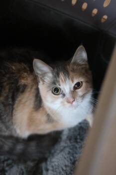 Lulu -  Domestic Short Hair Cat for Adoption in Duluth, Minnesota - Lulu | PetCurious