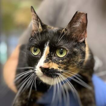 Domestic Short Hair Cats Available for Adoption in Charlottesville, Virginia - Willow | PetCurious