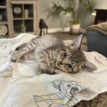 Leah -  Tabby and American Shorthair Cat for Adoption in Magnolia Springs, Alabama - Leah | PetCurious