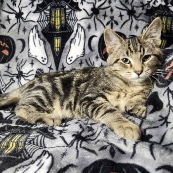 Rescue Domestic Short Hair Cats for Adoption in Greenwood, Missouri - Jareth | PetCurious
