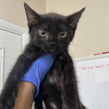 Atlas -  Domestic Short Hair Cat for Adoption in Kanab, Utah - Atlas | PetCurious