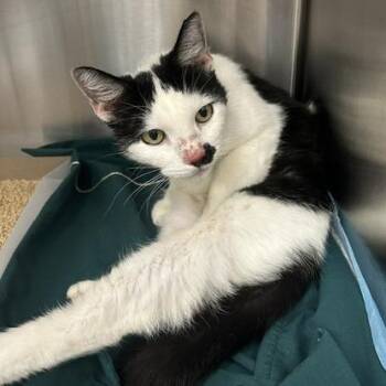 Moo Moo -  Domestic Short Hair Cat for Adoption in Clearwater, Florida - Moo Moo | PetCurious