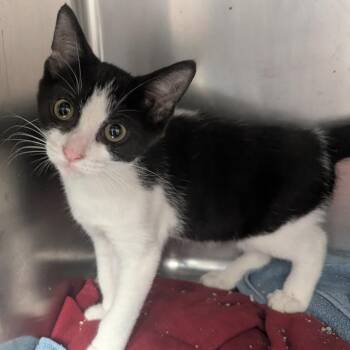 Parris -  Domestic Short Hair Cat for Adoption in Evansville, Indiana - Parris | PetCurious