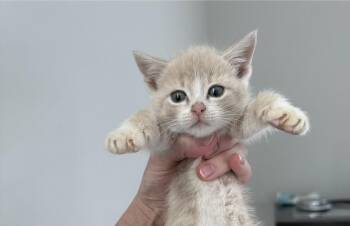 Domestic Short Hair Cats Available for Adoption - Regina George (Mean Girls (the Movie) Litter) | PetCurious