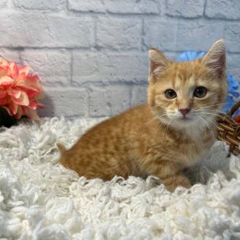 Waffles -  Domestic Medium Hair Cat Available for Adoption in Harrisonburg, Virginia - Waffles | PetCurious