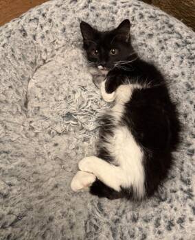 Roadie -  Domestic Long Hair Cat for Adoption in Homer Glen, Illinois - Roadie | PetCurious