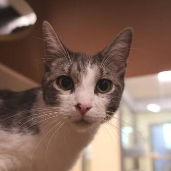 Domestic Short Hair Cats Available for Adoption in Briarcliff Manor, New York - Clawmela Soprano | PetCurious