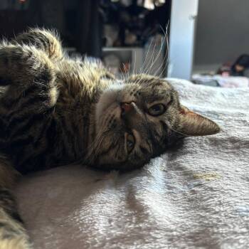 Domestic Short Hair Cats Available for Adoption in Chicago, Illinois - Sarabi | PetCurious