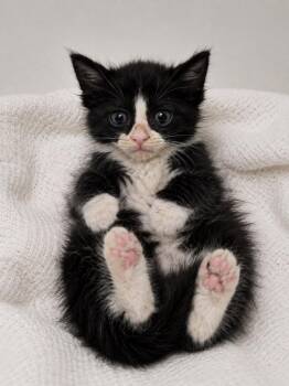 Maine Coon and Domestic Long Hair Cats Available for Adoption in New Braunfels, Texas - Drax | PetCurious