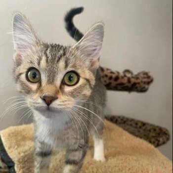 Wink -  Domestic Short Hair Cat for Adoption in Warr Acres, Oklahoma - Wink | PetCurious