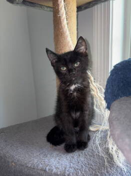 Rescue Domestic Short Hair Cats for Adoption in Trenton, New Jersey - Black Forest Cake | PetCurious