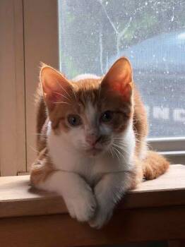 Apollo 2.0 -  Domestic Short Hair Cat for Adoption in Little Mountain, South Carolina - Apollo 2.0 | PetCurious
