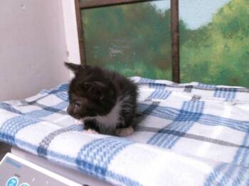 Domestic Short Hair Cats Available for Adoption in Houston, Texas - A2074734 | PetCurious